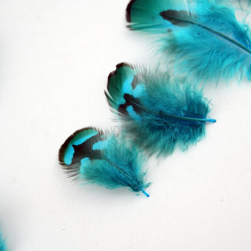 Bulu Burung Pheasant Alami War - Wedding Supply Bulk ulasan dan harga