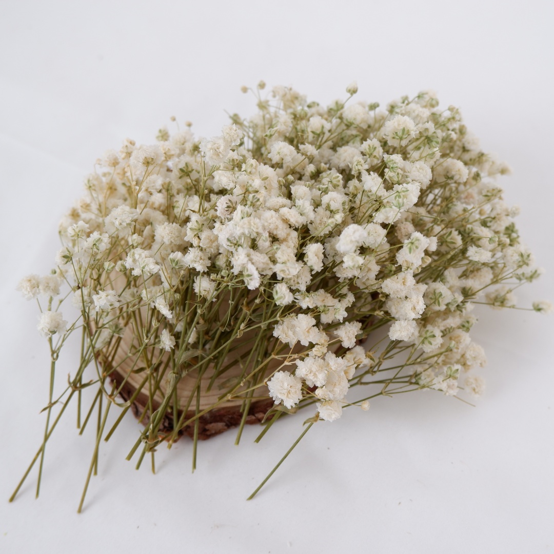 Bunga Kering Putih Mini Gypsop - Flower Girl Basket ulasan dan harga